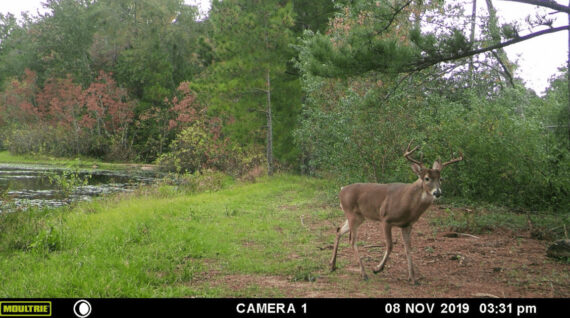Scout and Set Trail Cameras